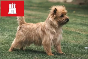 Scopri di più sull'articolo Allevatori di Cairn Terrier e cuccioli a Amburgo