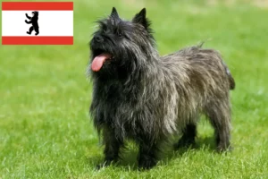 Scopri di più sull'articolo Allevatori e cuccioli di Cairn Terrier a Berlino