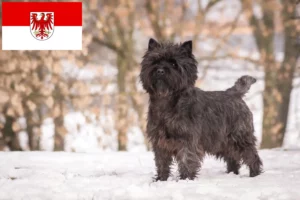 Scopri di più sull'articolo Allevatori di Cairn Terrier e cuccioli a Brandeburgo