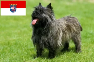 Scopri di più sull'articolo Allevatori di Cairn Terrier e cuccioli a Hessen