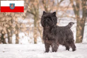 Scopri di più sull'articolo Allevatori di Cairn Terrier e cuccioli in Turingia