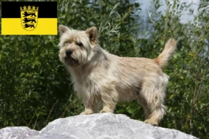 Scopri di più sull'articolo Allevatori di Cairn Terrier e cuccioli in Baden-Württemberg