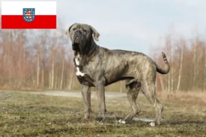 Scopri di più sull'articolo Allevatori di Cane Corso Italiano e cuccioli in Turingia