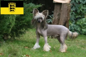 Scopri di più sull'articolo Allevatori e cuccioli di cani Chinese Crested in Baden-Württemberg