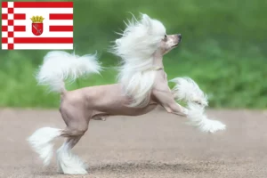 Scopri di più sull'articolo Allevatore di cani Chinese Crested e cuccioli a Bremen