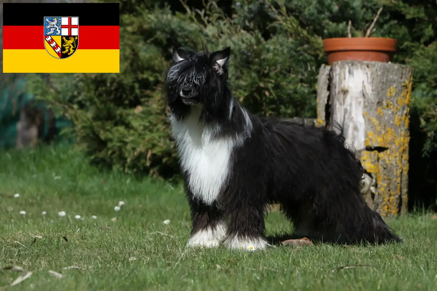 Scopri di più sull'articolo Allevatori di cani Chinese Crested e cuccioli in Saarland