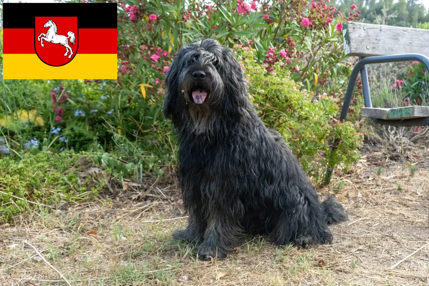 Scopri di più sull'articolo Allevatore di cani da pastore bergamasco e cuccioli in Bassa Sassonia