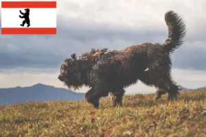 Scopri di più sull'articolo Allevatore di cani da pastore bergamasco e cuccioli a Berlino