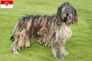 Scopri di più sull'articolo Allevatore di cani da pastore bergamasco e cuccioli a Brandeburgo