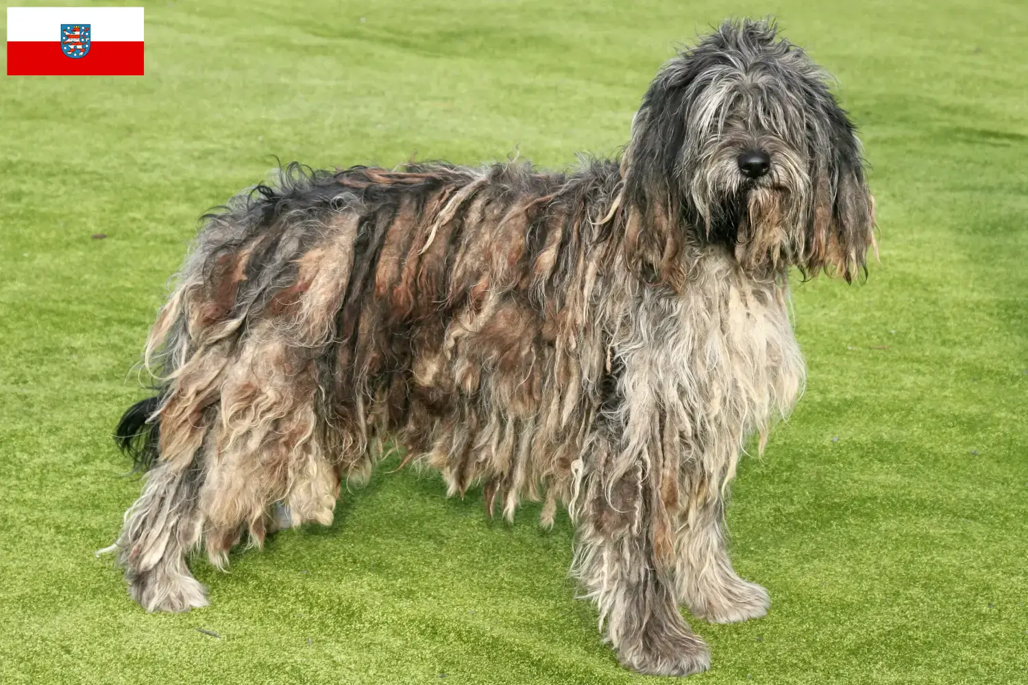 Scopri di più sull'articolo Allevatore di cani da pastore bergamasco e cuccioli in Turingia