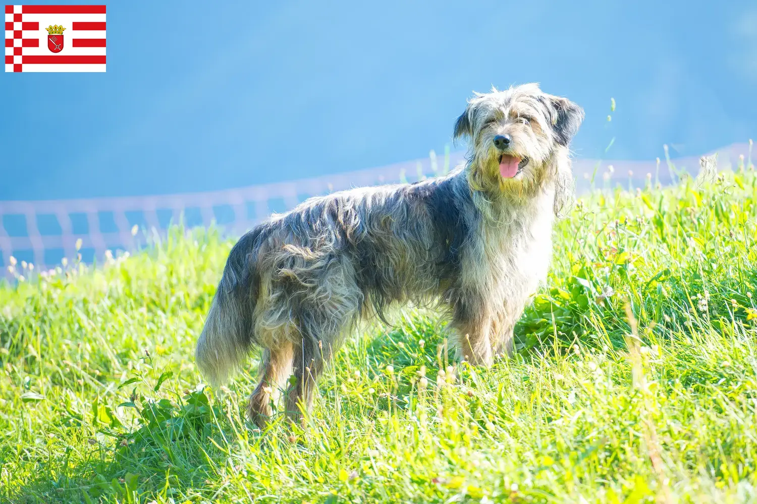 Scopri di più sull'articolo Allevatore di cani da pastore Bergamasker e cuccioli a Brema