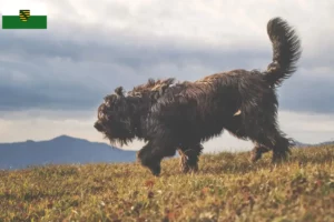 Scopri di più sull'articolo Allevatore di cani da pastore bergamasco e cuccioli in Sassonia