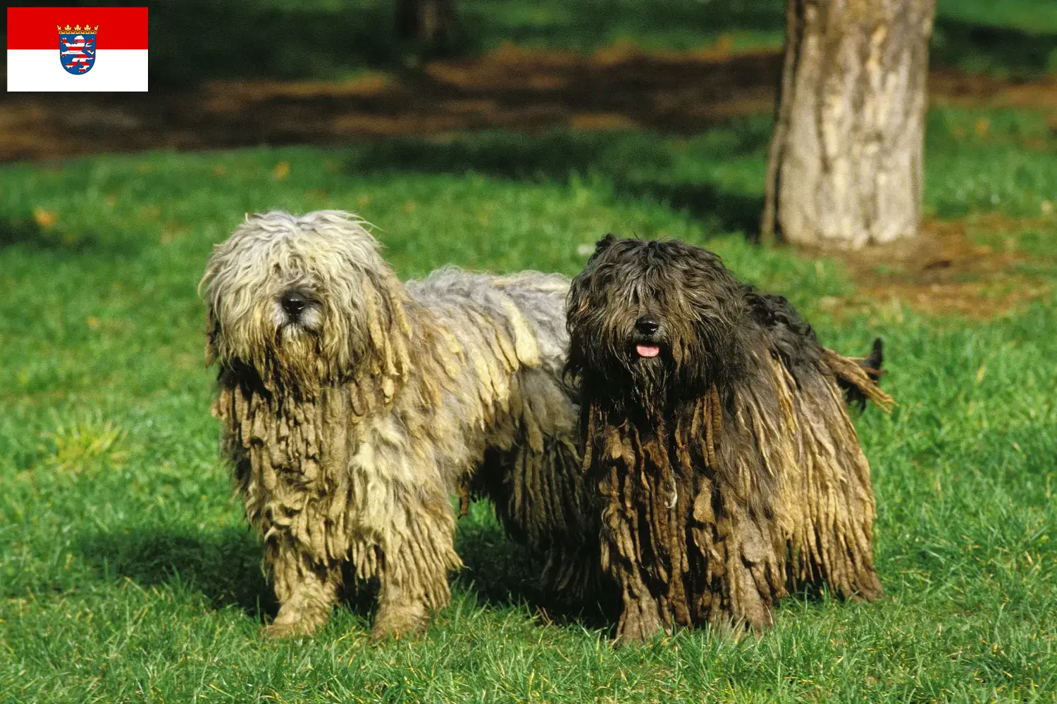 Scopri di più sull'articolo Allevatore di cani da pastore Bergamasker e cuccioli in Assia