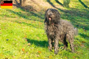 Scopri di più sull'articolo Allevatore di cani da pastore bergamasco e cuccioli in Renania-Palatinato