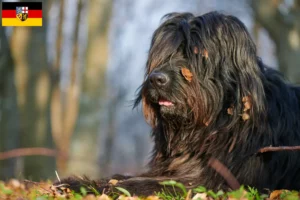 Scopri di più sull'articolo Allevatore di cani da pastore Bergamasker e cuccioli in Saarland