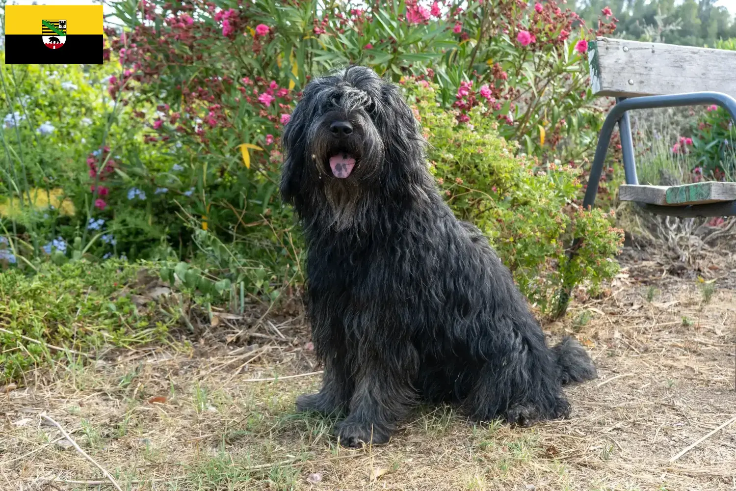 Scopri di più sull'articolo Allevatore di cani da pastore Bergamasker e cuccioli in Sassonia-Anhalt