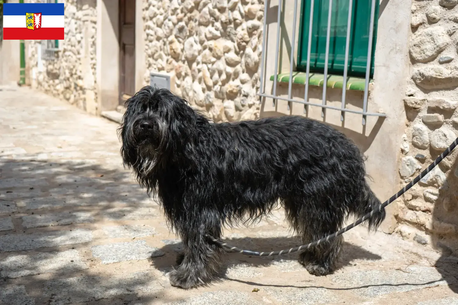 Scopri di più sull'articolo Allevatore di cani da pastore Bergamasker e cuccioli in Schleswig-Holstein