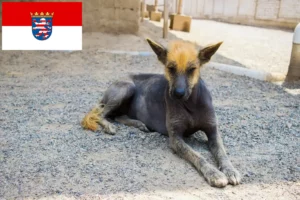 Scopri di più sull'articolo Allevatore di cani peruviani senza pelo e cuccioli in Hessen