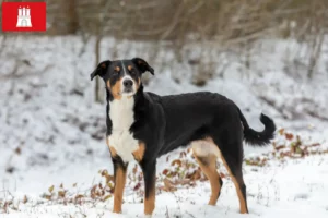 Scopri di più sull'articolo Allevatore di cani da montagna dell’Appenzello e cuccioli ad Amburgo