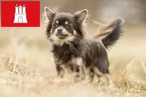 Scopri di più sull'articolo Allevatori di Chihuahua e cuccioli a Amburgo