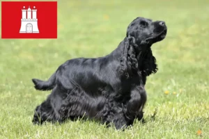 Scopri di più sull'articolo Allevatore di Cocker Spaniel Inglese e cuccioli ad Amburgo