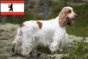 Scopri di più sull'articolo Allevatore di Cocker Spaniel Inglese e cuccioli a Berlino