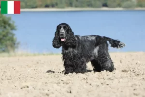 Scopri di più sull'articolo Allevatori di Cocker Spaniel Inglese e cuccioli in Italia