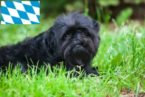 Scopri di più sull'articolo Allevatori di Affenpinscher e cuccioli in Baviera