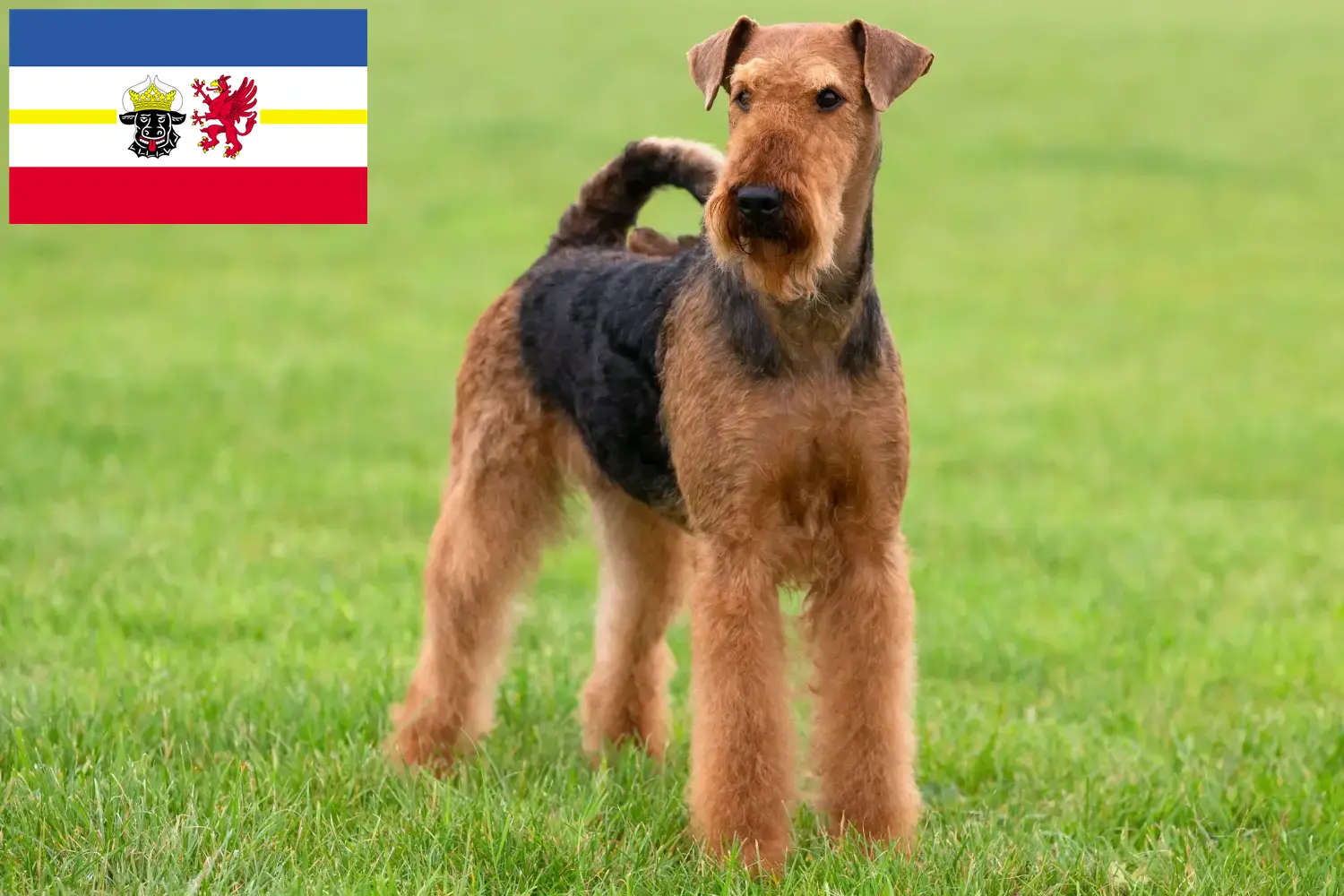 Scopri di più sull'articolo Allevatori di Airedale Terrier e cuccioli in Mecklenburg-Vorpommern