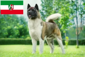 Scopri di più sull'articolo Allevatori e cuccioli di Akita in Nord Reno-Westfalia