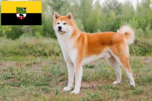 Scopri di più sull'articolo Allevatori di Akita e cuccioli in Sassonia-Anhalt