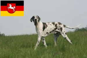 Scopri di più sull'articolo Allevatori di alani e cuccioli in Bassa Sassonia