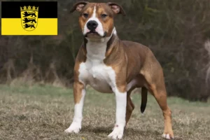 Scopri di più sull'articolo Allevatori e cuccioli di American Staffordshire Terrier in Baden-Württemberg