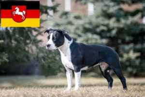 Scopri di più sull'articolo Allevatori di American Staffordshire Terrier e cuccioli in Bassa Sassonia