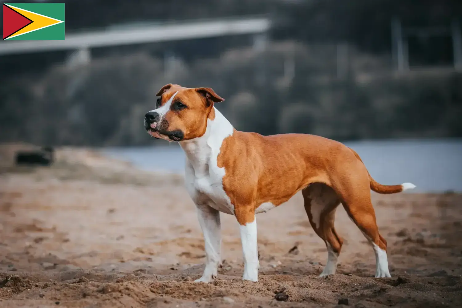 Scopri di più sull'articolo Allevatori e cuccioli di American Staffordshire Terrier in Guyana