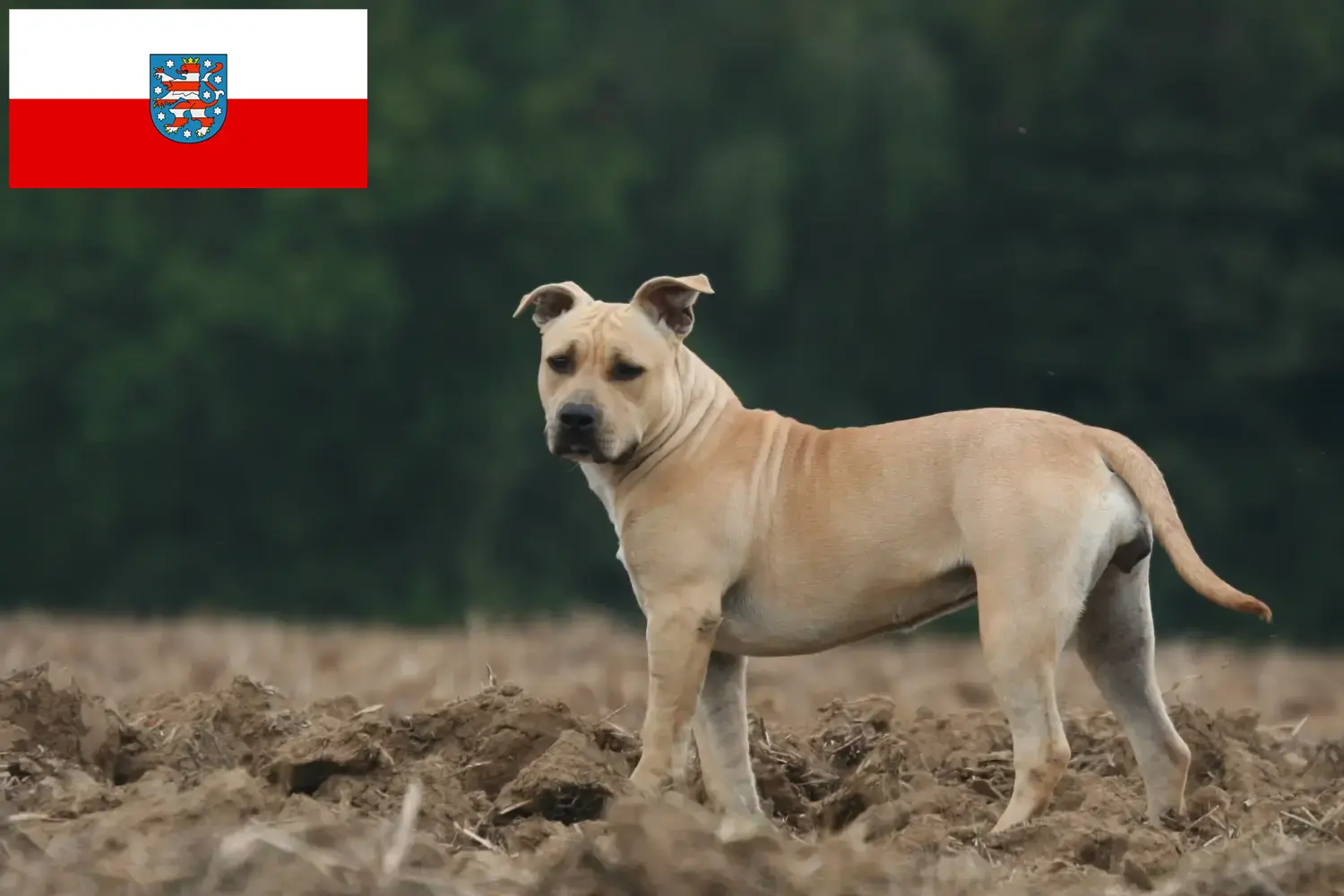 Scopri di più sull'articolo Allevatori di American Staffordshire Terrier e cuccioli in Turingia