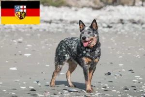 Scopri di più sull'articolo Allevatori di Australian Cattle Dog e cuccioli in Saarland