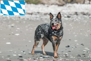 Scopri di più sull'articolo Allevatori e cuccioli di Australian Cattle Dog in Baviera