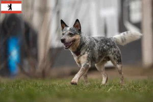 Scopri di più sull'articolo Allevatori di Australian Cattle Dog e cuccioli a Berlino