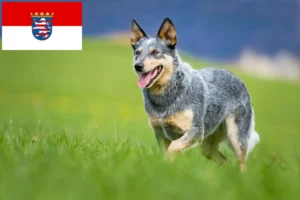 Scopri di più sull'articolo Allevatori e cuccioli di Australian Cattle Dog in Hessen