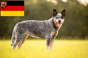 Scopri di più sull'articolo Allevatori di Australian Cattle Dog e cuccioli in Renania-Palatinato