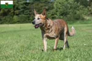 Scopri di più sull'articolo Allevatori e cuccioli di Australian Cattle Dog in Sassonia