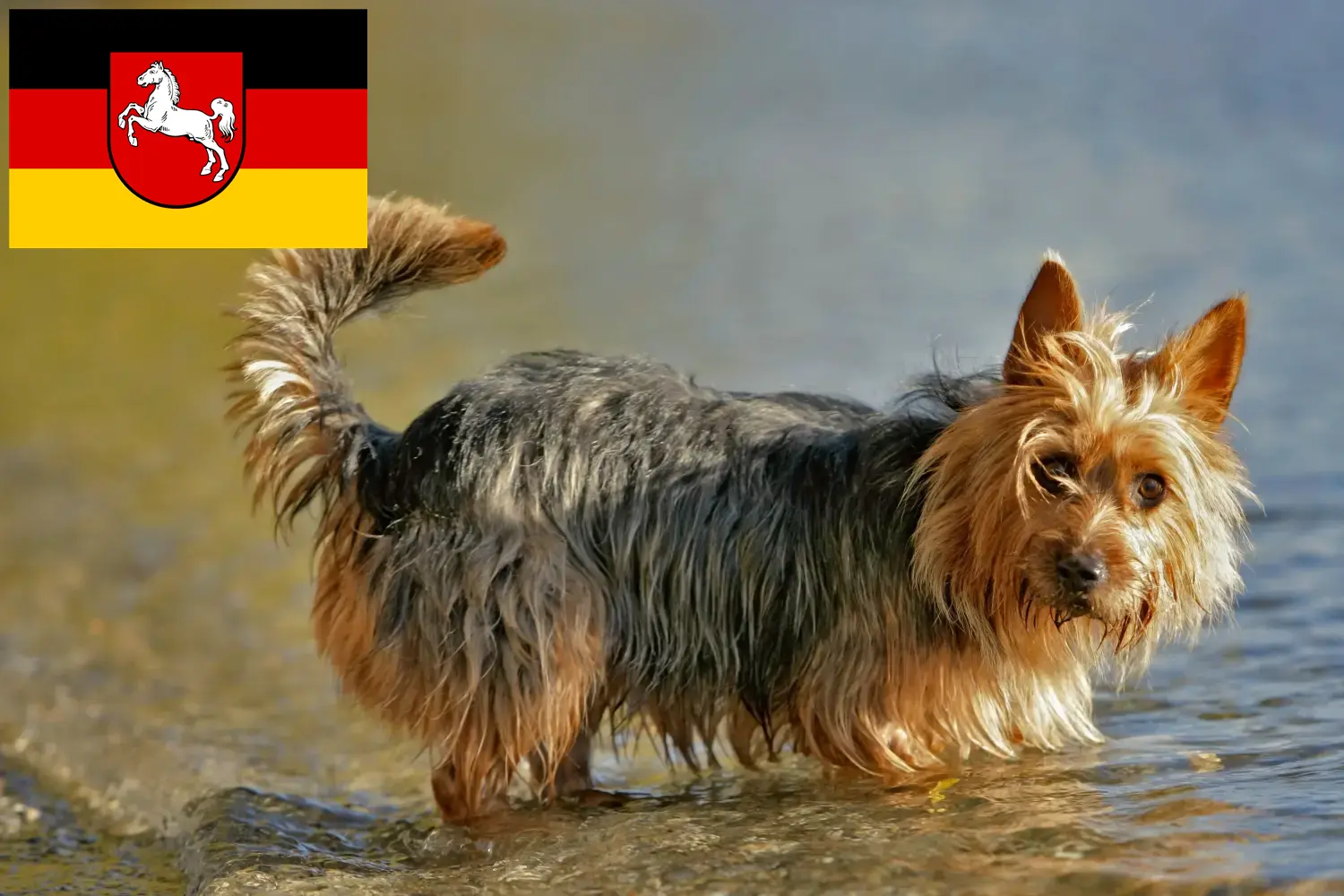 Scopri di più sull'articolo Allevatori di Australian Terrier e cuccioli in Bassa Sassonia