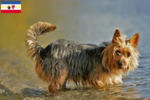 Scopri di più sull'articolo Allevatori di Australian Terrier e cuccioli in Mecklenburg-Vorpommern