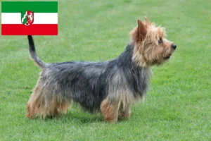 Scopri di più sull'articolo Allevatori di Australian Terrier e cuccioli in Nord Reno-Westfalia