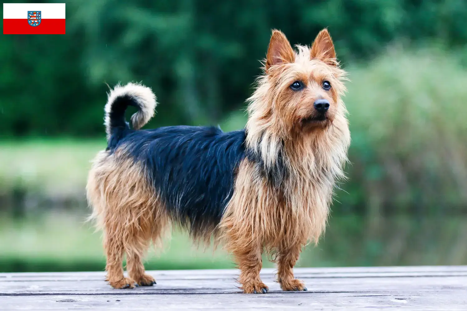 Scopri di più sull'articolo Allevatori e cuccioli di Australian Terrier in Turingia