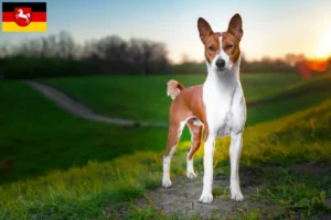 Scopri di più sull'articolo Allevatori di Basenji e cuccioli in Bassa Sassonia