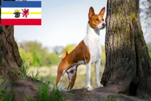 Scopri di più sull'articolo Allevatori di Basenji e cuccioli in Mecklenburg-Vorpommern