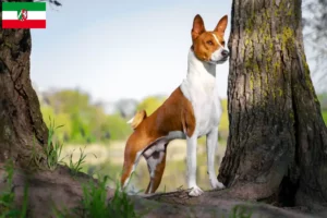 Scopri di più sull'articolo Allevatori di Basenji e cuccioli in Nord Reno-Westfalia