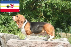 Scopri di più sull'articolo Allevatori di Basset Hound e cuccioli in Meclemburgo-Pomerania Anteriore